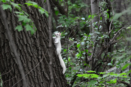 albinograysquirrel.jpg