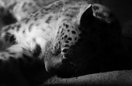 amurleopard.jpg