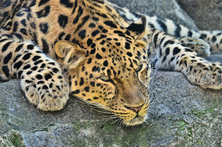 amurleopard02.jpg