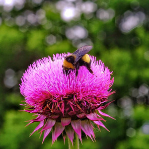 bumblebee02.jpg