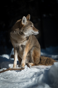 coyote02.jpg