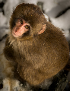 macaquebaby.jpg