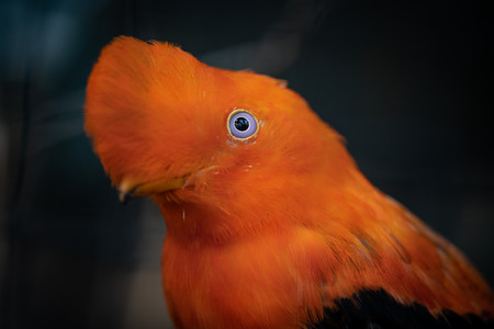 orangebird.jpg